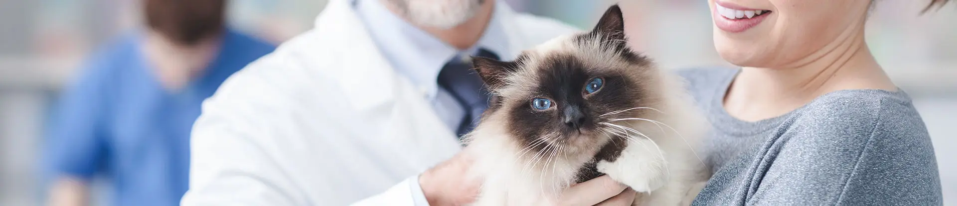 Vétérinaire salarié avec une patiente et son chat - La Communauté MACSF