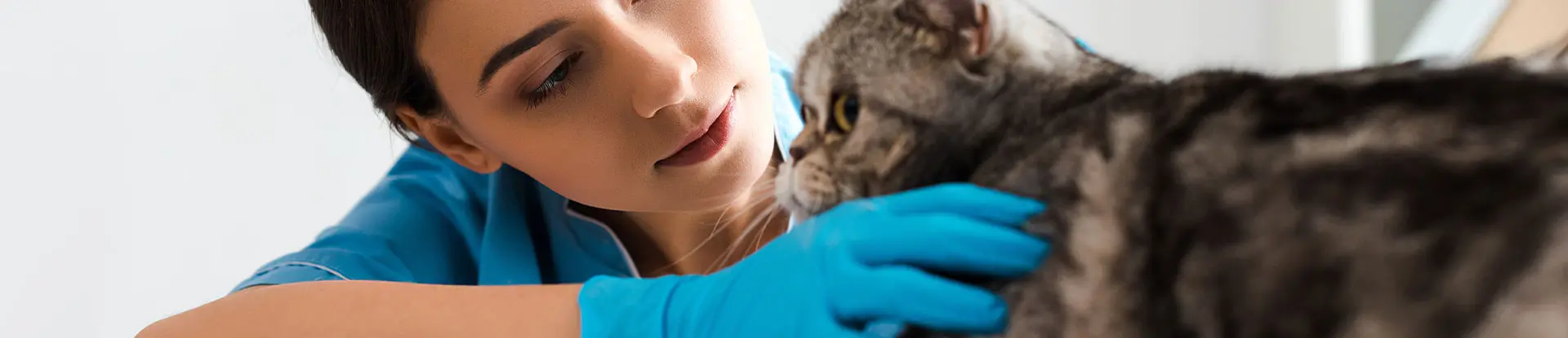Vétérinaire auscultant un chat - La Communauté MACSF