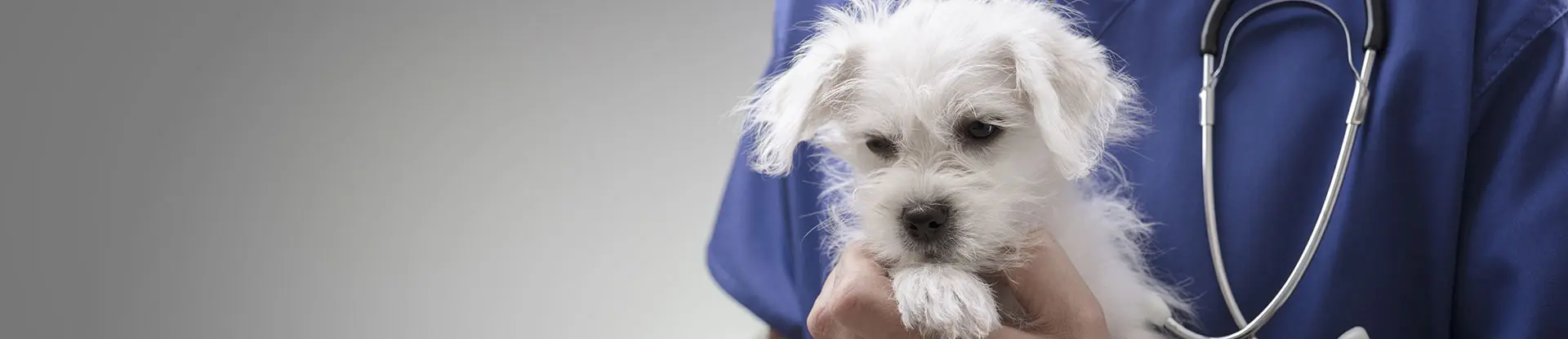 Vétérinaire libéral prenant soin d'un chien - La Communauté MACSF