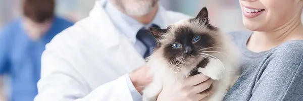Vétérinaire salarié avec une patiente et son chat - La Communauté MACSF
